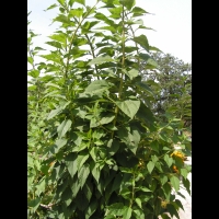 Topinambour patate, Helianthus tuberosus (fam Asteracees) (peut-etre) (2)